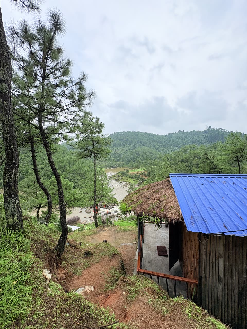 Cottage Two on the hillside, thatched roof among pines